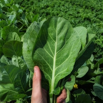chou cavalier (collard)