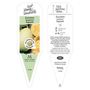 Plant de Courge spaghetti