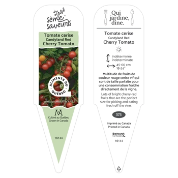 Plant de Tomate cerises Candyland