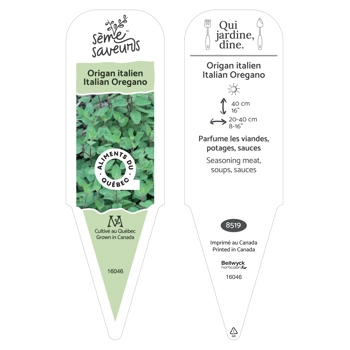 Italian Oregano plant