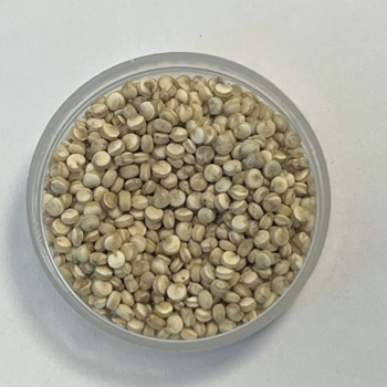Grains de quinoa doux torréfié
