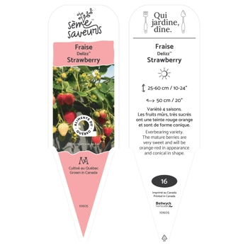 Plant de Fraises Delizz