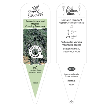 Creeping rosemary plant