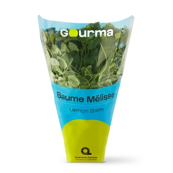 Plant de baume mélisse