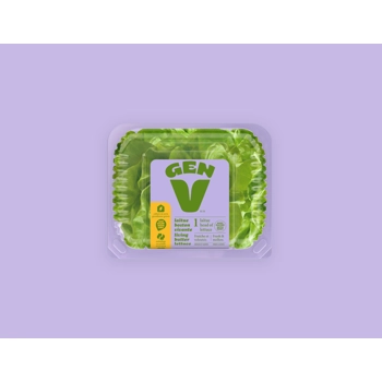 Living Boston Lettuce - 1 head of lettuce