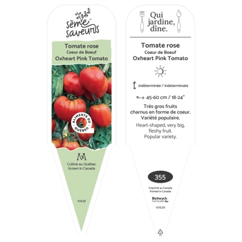 Plant de Tomate Coeur de Boeuf