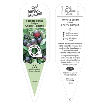 Pear tomatoe Indigo plant