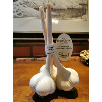 Ail à tige dur traditionnel Music