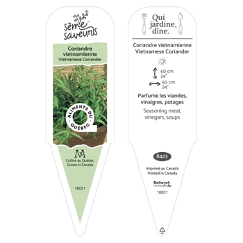 Plant de Coriandre vietnamienne