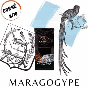 Café Maragogype