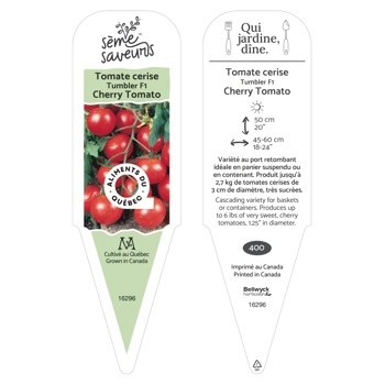 Plant de tomate Tumbler F1