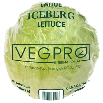 Laitue Iceberg