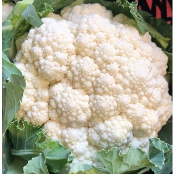 Choux-fleurs