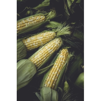 Poche de Maïs Sucré 5dz