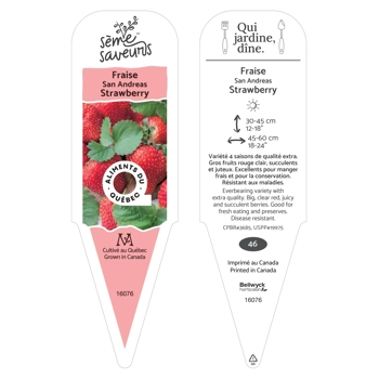 Plant de fraises San Andreas