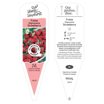 Plant de fraises Mignonnette