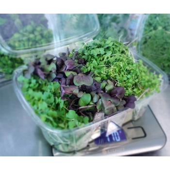 Micropousses de Brocoli, Radis, Luzerne, Roquette