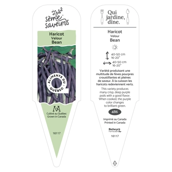Plant d'Haricot Velour