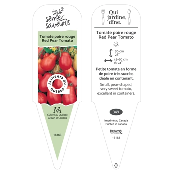 Plant de Tomate poire, rouge
