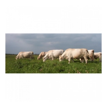 Bovins de boucherie biologique