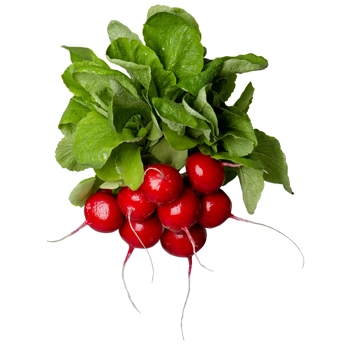 Radis rouge