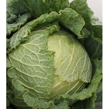 Choux de Savoie