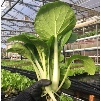 Bok Choï Vivant