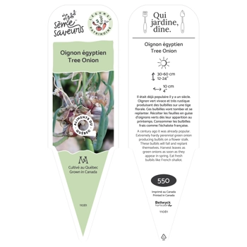 Plant d'Oignon Égyptien