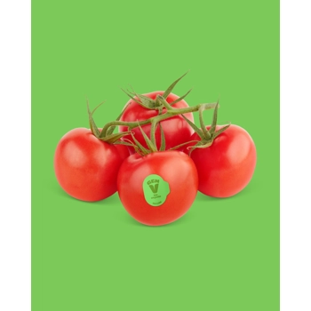 Organic tomato on the vigne