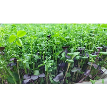 Micropousses Sucré et Épicé