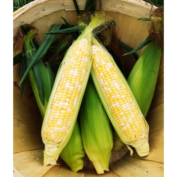 Maïs sucré de Neuville