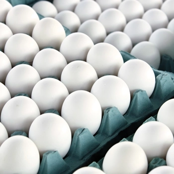 Œuf Nutri Moyen Vrac Blanc