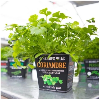 Plant de coriandre