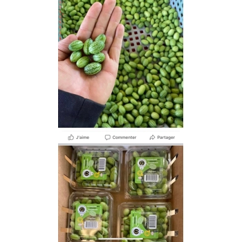 Concombre Cucamelons biologiques