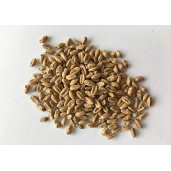 Malted Red Wheat