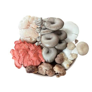 Mélange découverte champignon