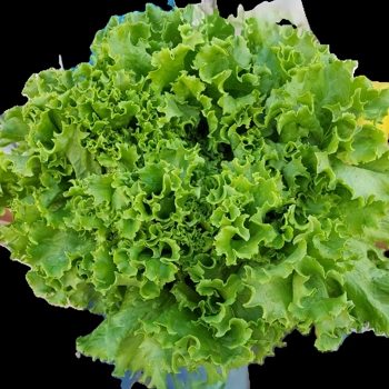 laitue frisée verte