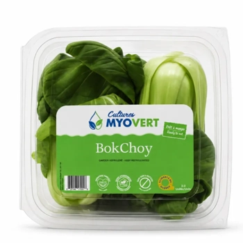 Bok Choy