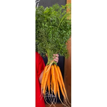 Carotte