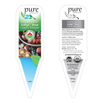 TOMATE CERISE INDIGO ROSE BIOLOGIQUE EN POT