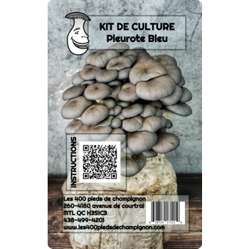 Mycélium de pleurotes bleus