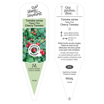 Plant de tomate Topsy Tom