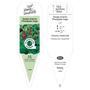 Pineapple Sage plant