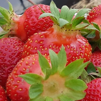 Fraises biologiques
