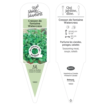 Plant de Cresson de fontaine