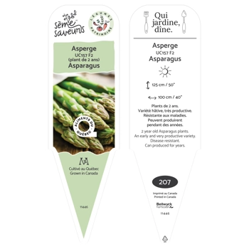 Plant d'Asperge (IUC157 F2)