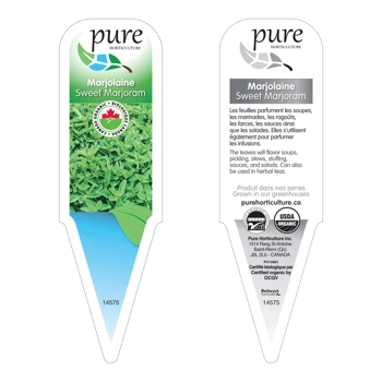 MARJOLAINE BIOLOGIQUE EN POT