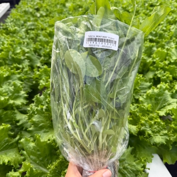 Arugula