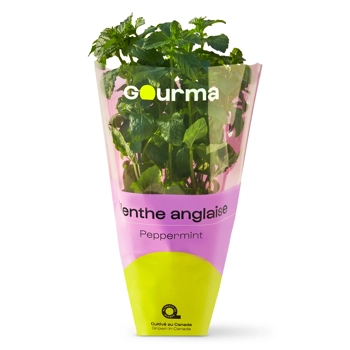 Plant de menthe anglaise