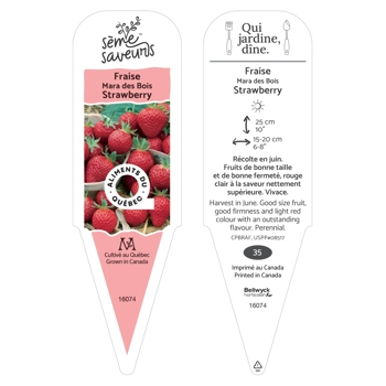Plant de fraises Mara des Bois